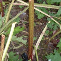 Giant Hogweed